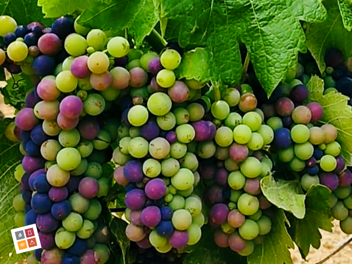 La véraison : un moment clé dans le cycle de la vigne - Terres Plurielles