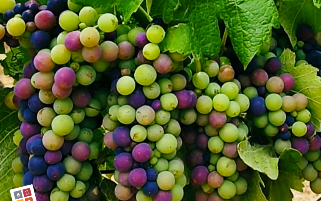 La véraison : un moment clé dans le cycle de la vigne